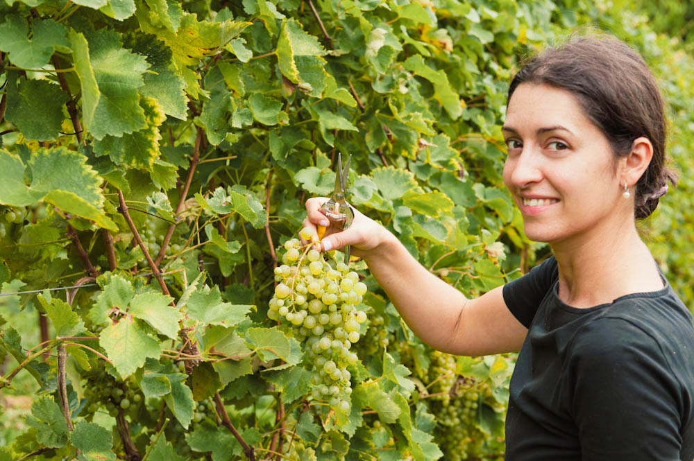 Cantina Ghisolana Asolo, Vendemmia 2025