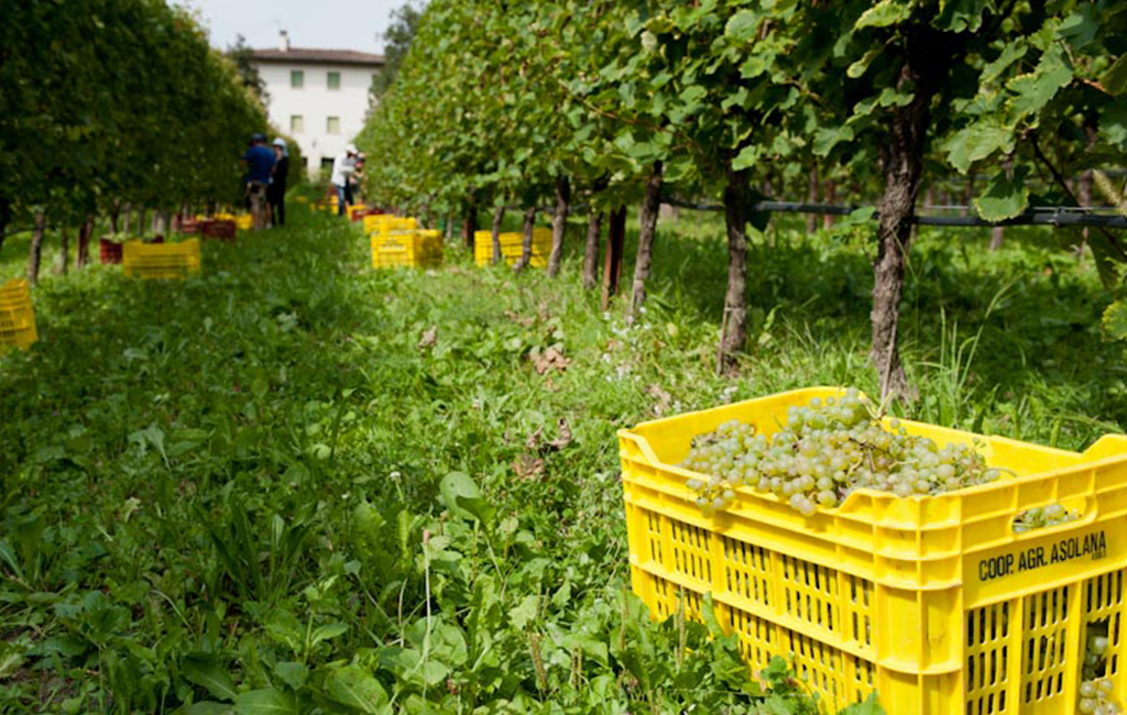 Cantina Ghisolana Asolo, Vendemmia 2025